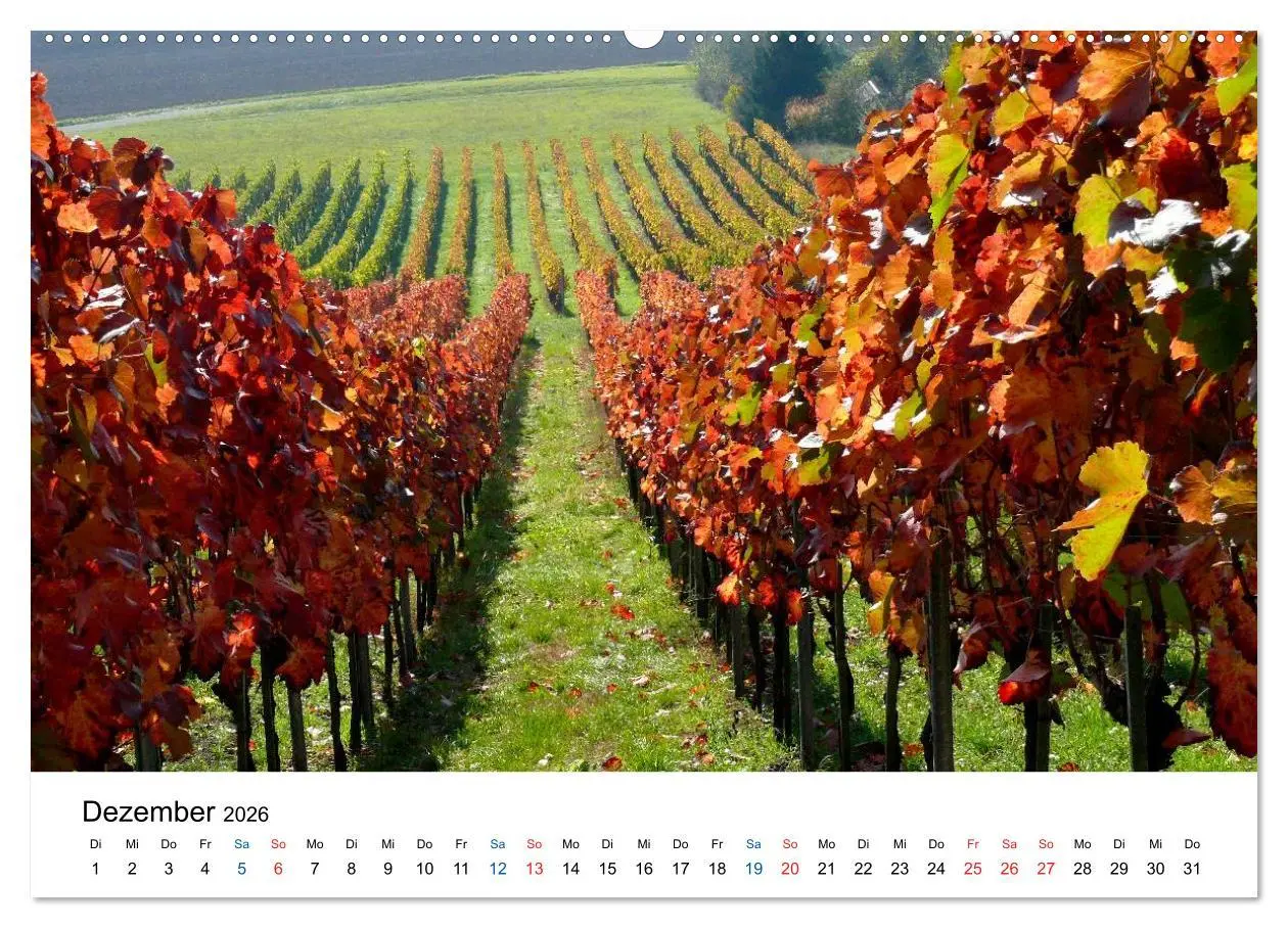 Bild: 9783516194838 | Württemberger Wein 2026 (Wandkalender 2026 DIN A2 quer), CALVENDO...