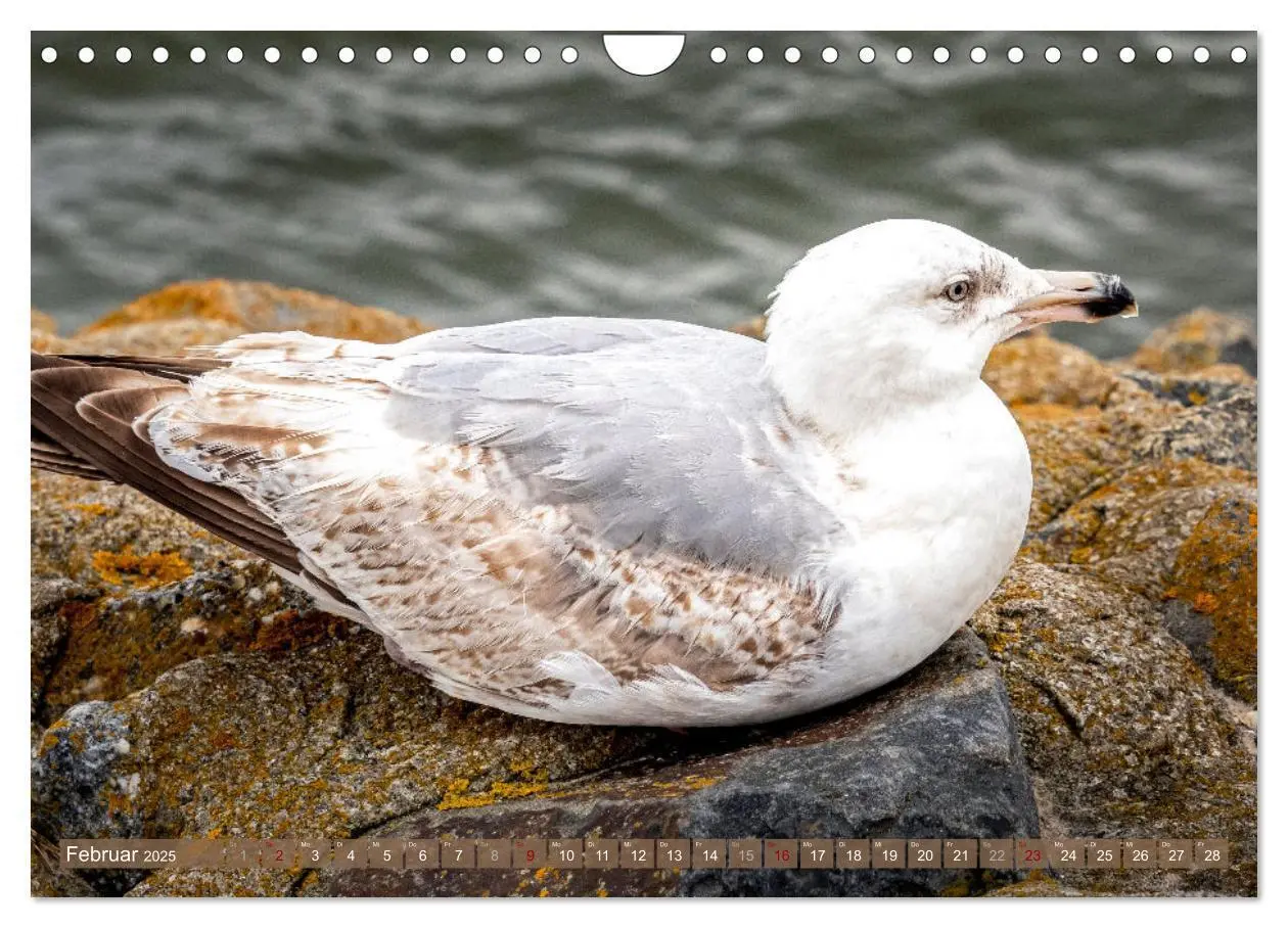 Bild: 9783435074938 | INSELLIEBE NORDERNEY (Wandkalender 2025 DIN A4 quer), CALVENDO...
