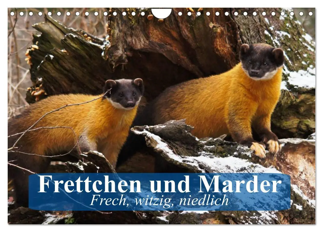 Cover: 9783457985038 | Frettchen und Marder. Frech, witzig, niedlich (Wandkalender 2026...