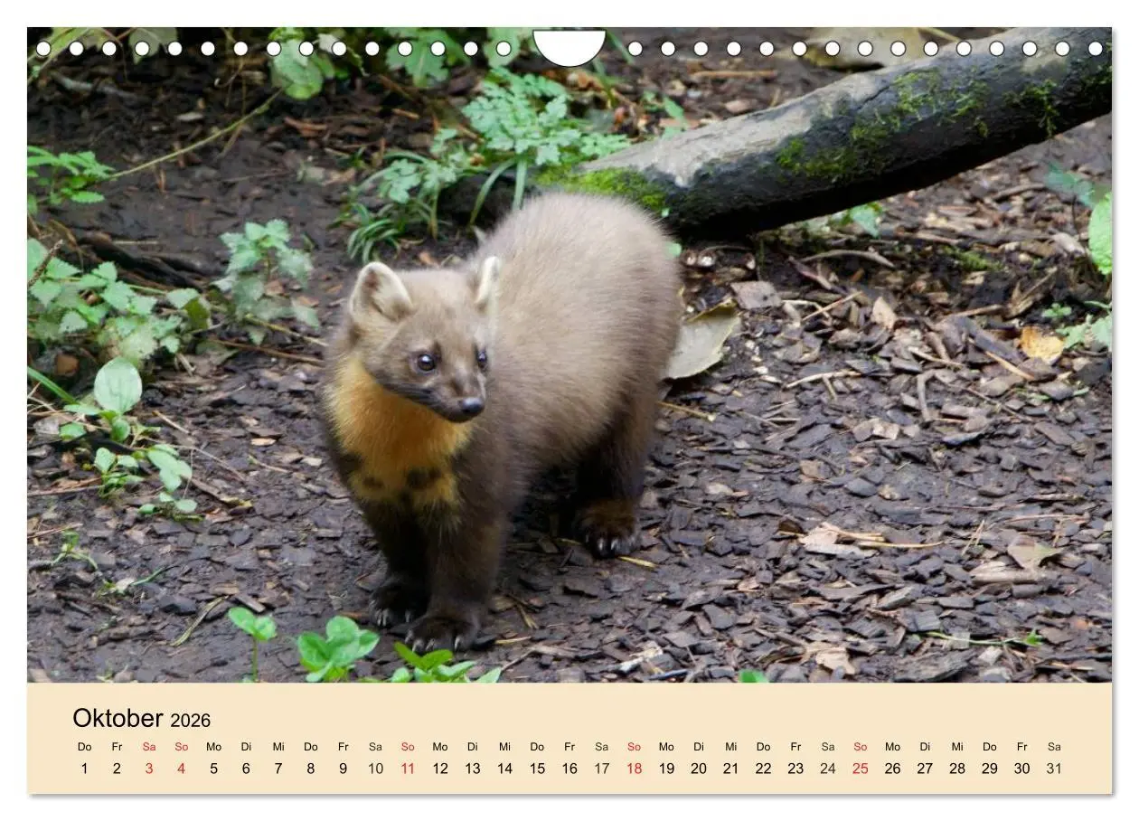 Bild: 9783457985038 | Frettchen und Marder. Frech, witzig, niedlich (Wandkalender 2026...