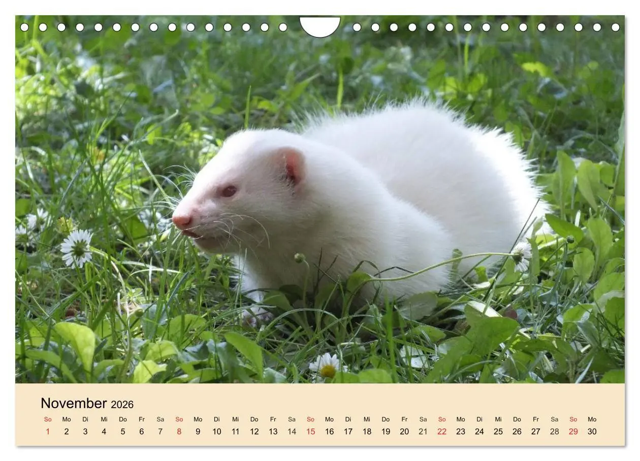 Bild: 9783457985038 | Frettchen und Marder. Frech, witzig, niedlich (Wandkalender 2026...