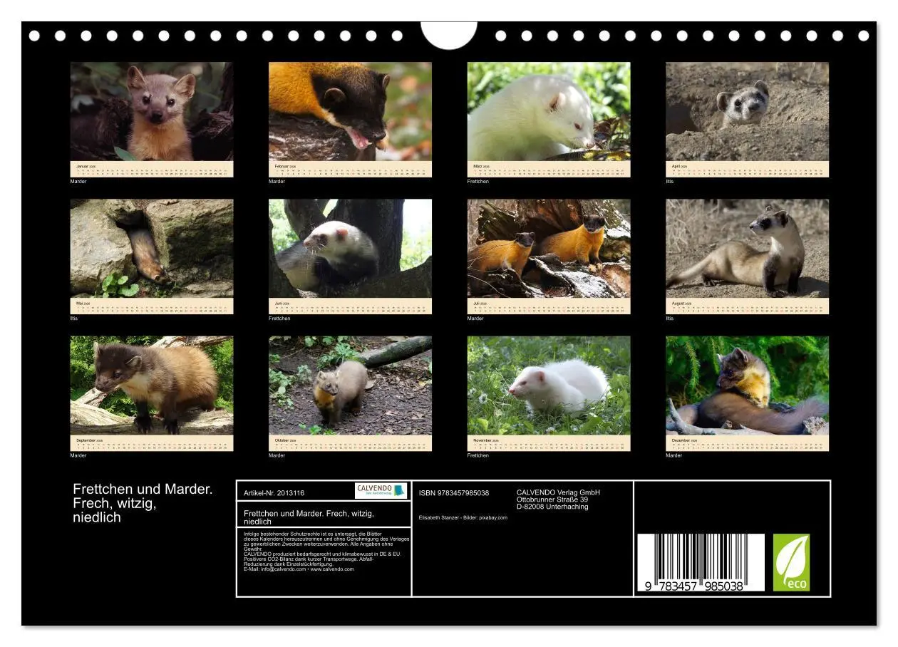 Bild: 9783457985038 | Frettchen und Marder. Frech, witzig, niedlich (Wandkalender 2026...