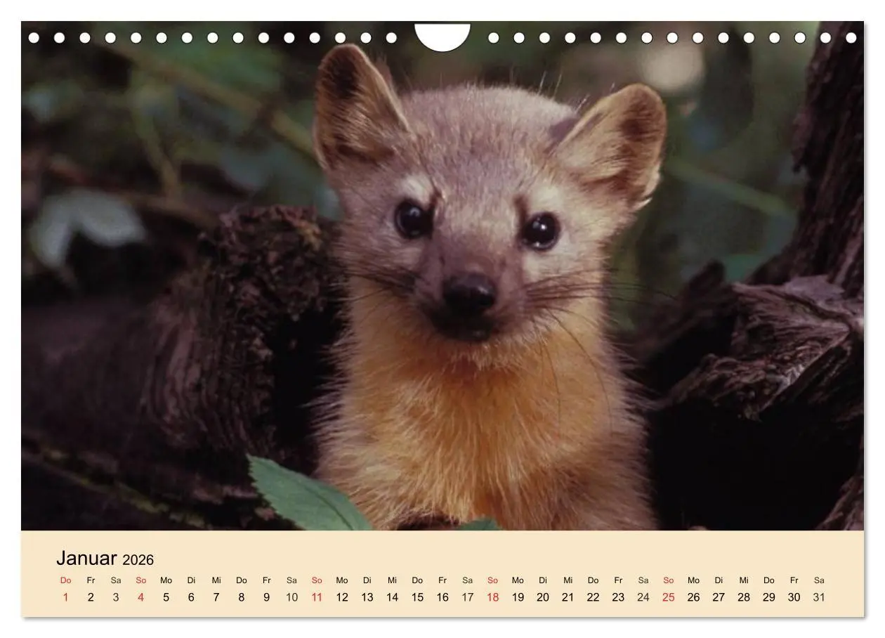 Bild: 9783457985038 | Frettchen und Marder. Frech, witzig, niedlich (Wandkalender 2026...