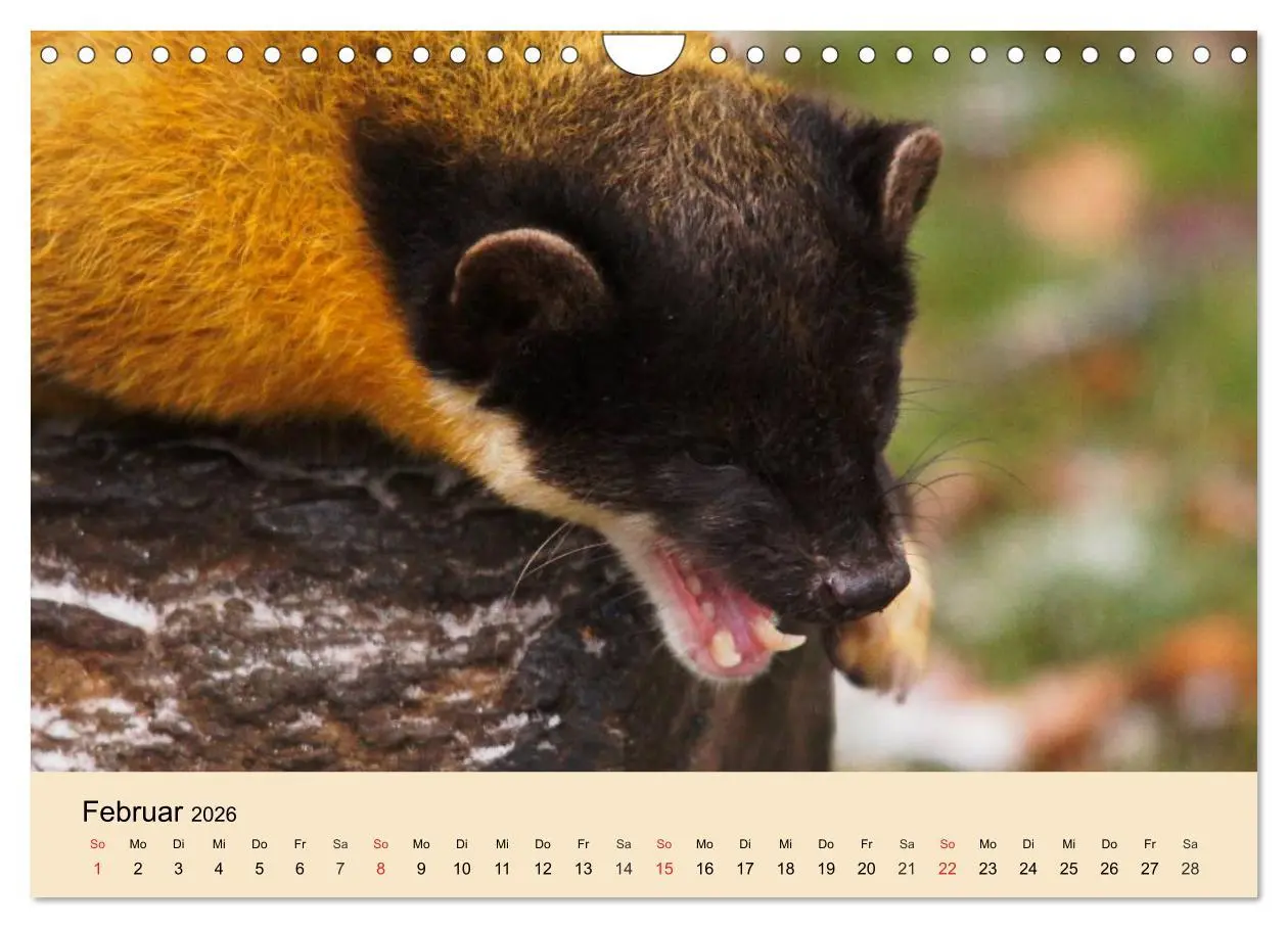 Bild: 9783457985038 | Frettchen und Marder. Frech, witzig, niedlich (Wandkalender 2026...