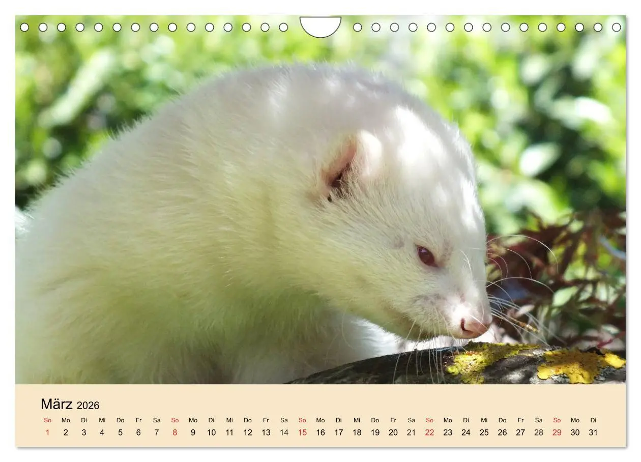 Bild: 9783457985038 | Frettchen und Marder. Frech, witzig, niedlich (Wandkalender 2026...
