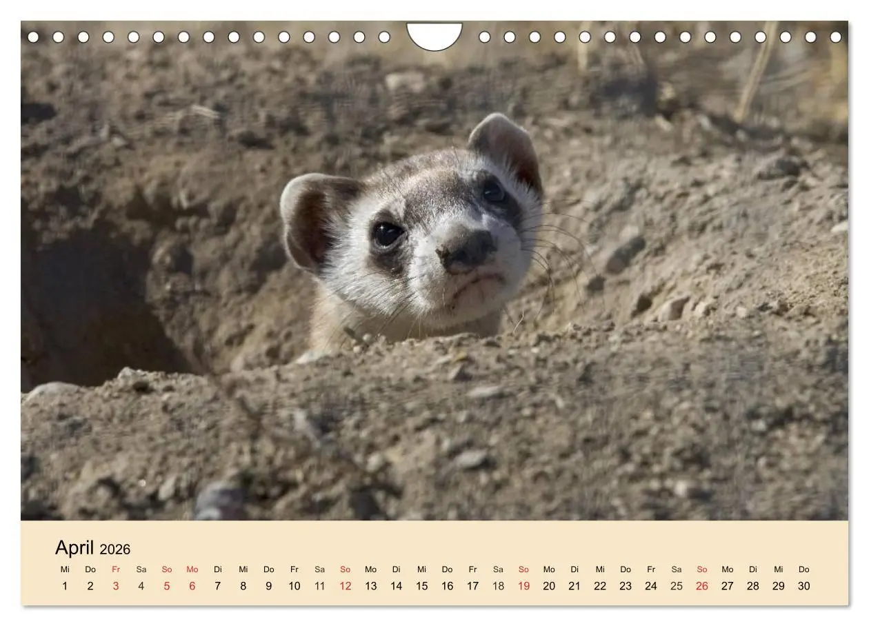 Bild: 9783457985038 | Frettchen und Marder. Frech, witzig, niedlich (Wandkalender 2026...