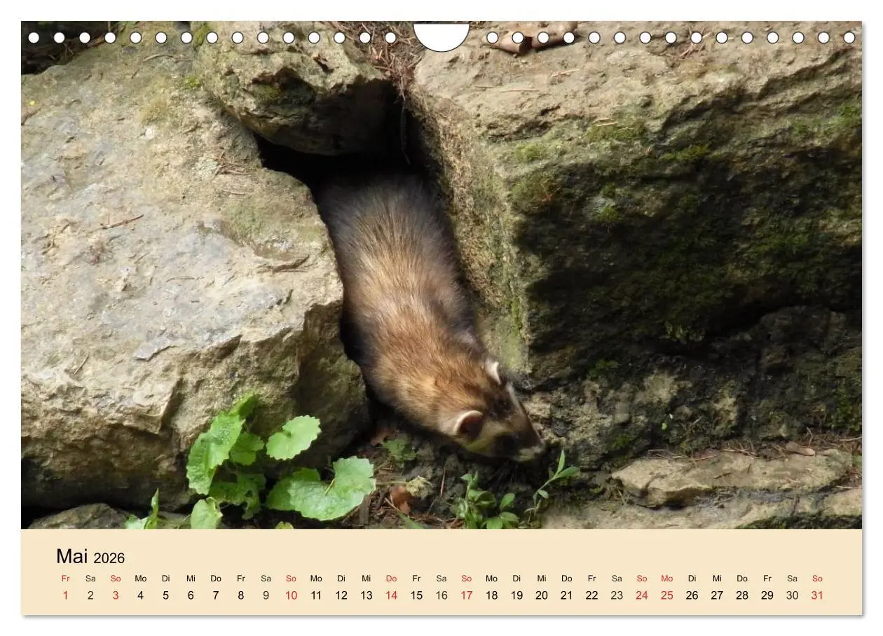 Bild: 9783457985038 | Frettchen und Marder. Frech, witzig, niedlich (Wandkalender 2026...