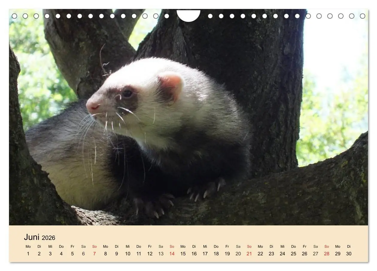 Bild: 9783457985038 | Frettchen und Marder. Frech, witzig, niedlich (Wandkalender 2026...