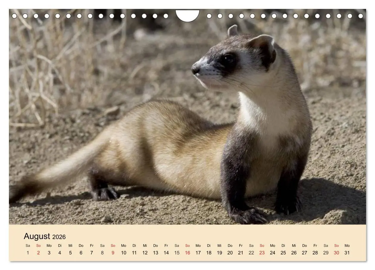 Bild: 9783457985038 | Frettchen und Marder. Frech, witzig, niedlich (Wandkalender 2026...