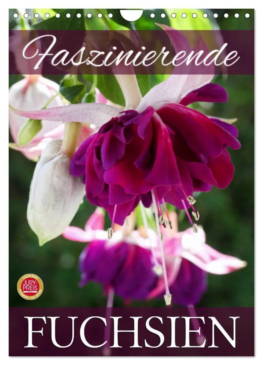 Cover: 9783516455038 | Faszinierende Fuchsien (Wandkalender 2026 DIN A4 hoch), CALVENDO...