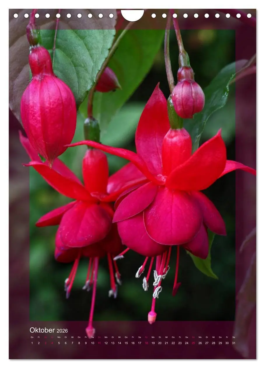 Bild: 9783516455038 | Faszinierende Fuchsien (Wandkalender 2026 DIN A4 hoch), CALVENDO...