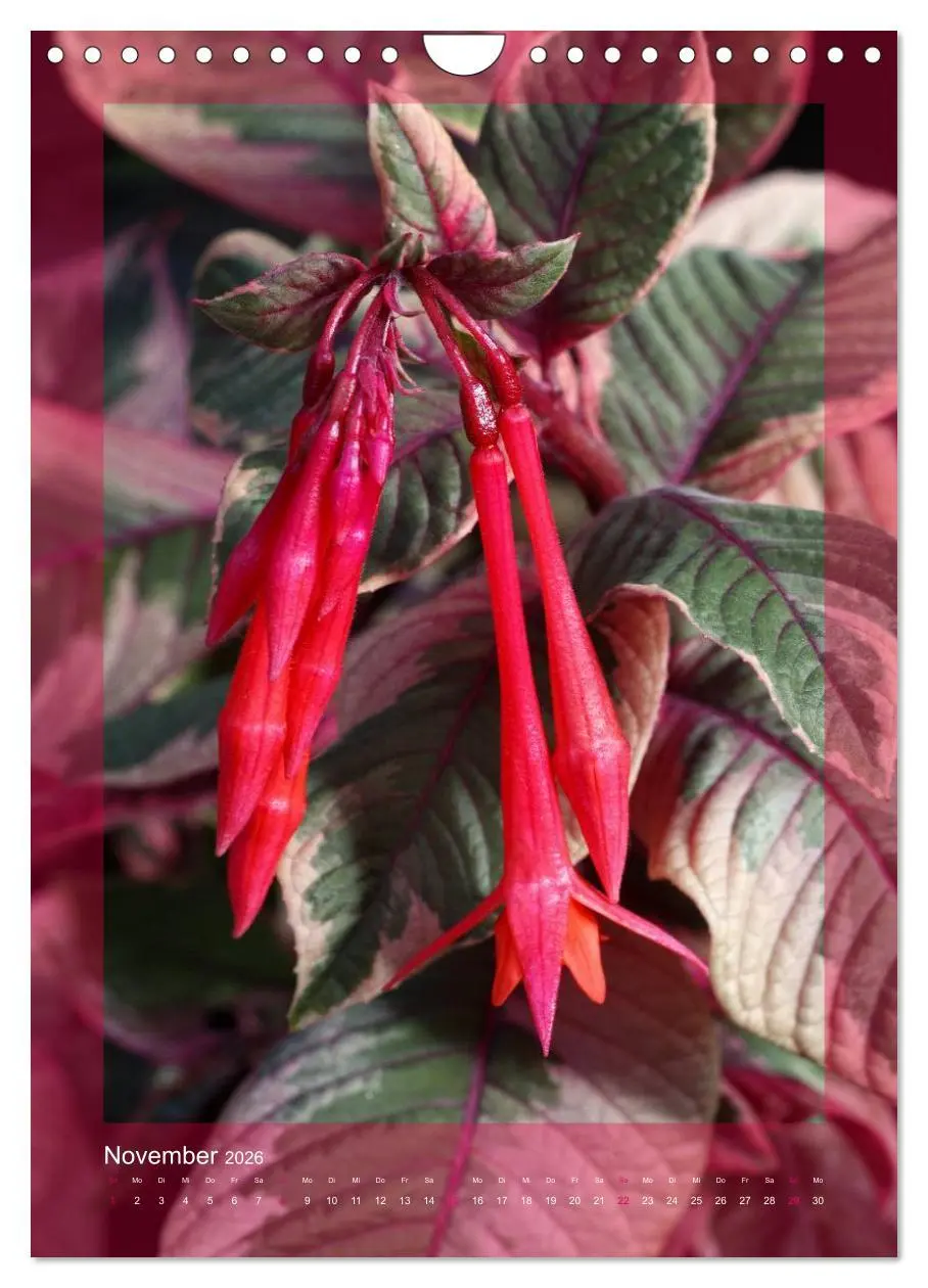 Bild: 9783516455038 | Faszinierende Fuchsien (Wandkalender 2026 DIN A4 hoch), CALVENDO...