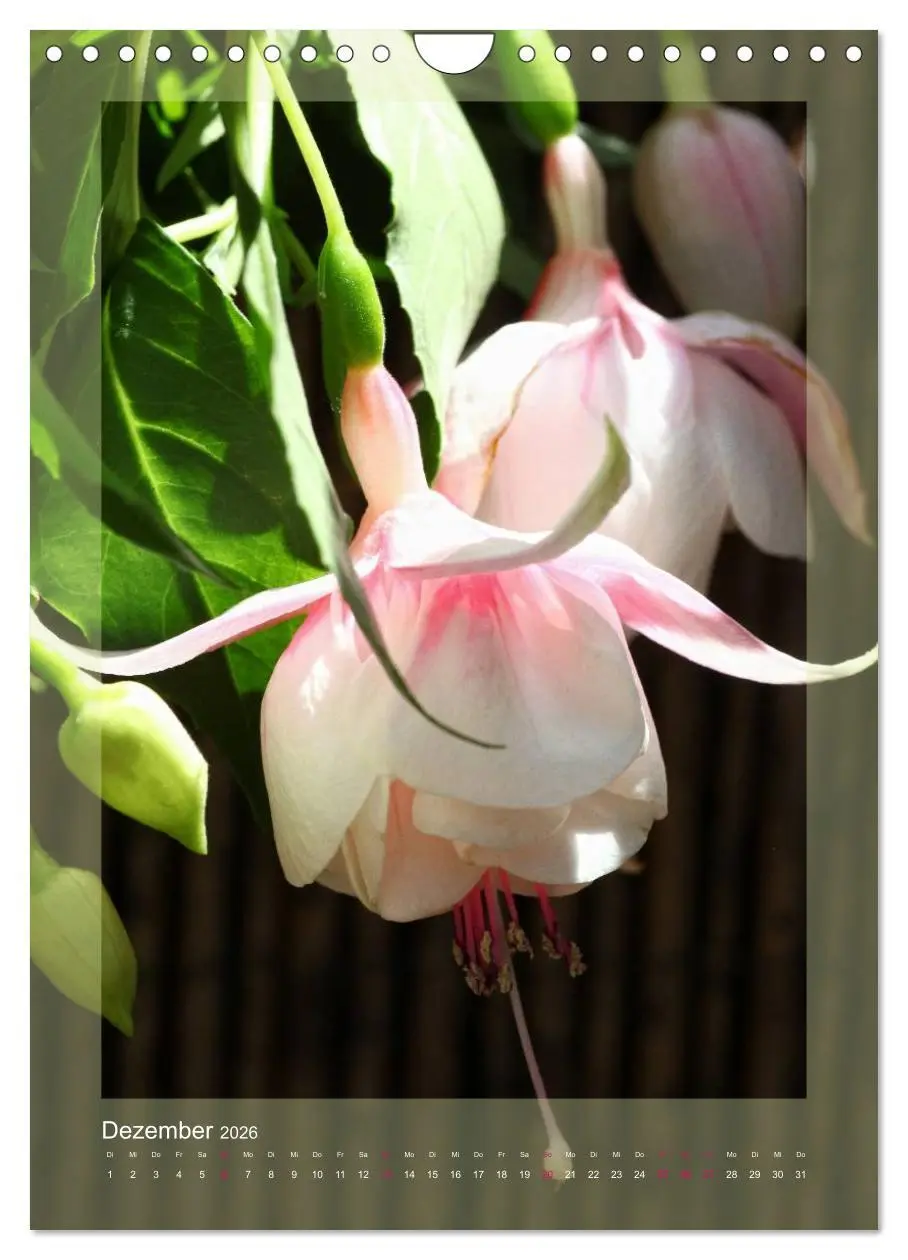 Bild: 9783516455038 | Faszinierende Fuchsien (Wandkalender 2026 DIN A4 hoch), CALVENDO...