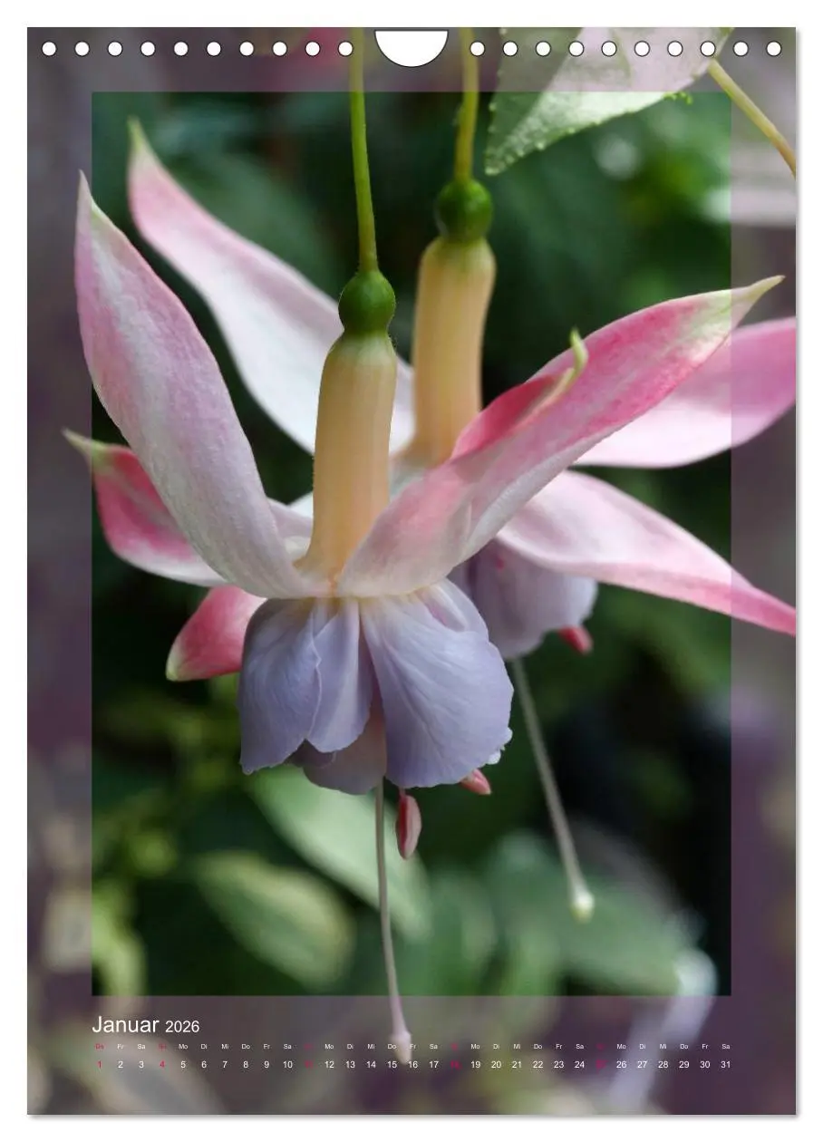 Bild: 9783516455038 | Faszinierende Fuchsien (Wandkalender 2026 DIN A4 hoch), CALVENDO...