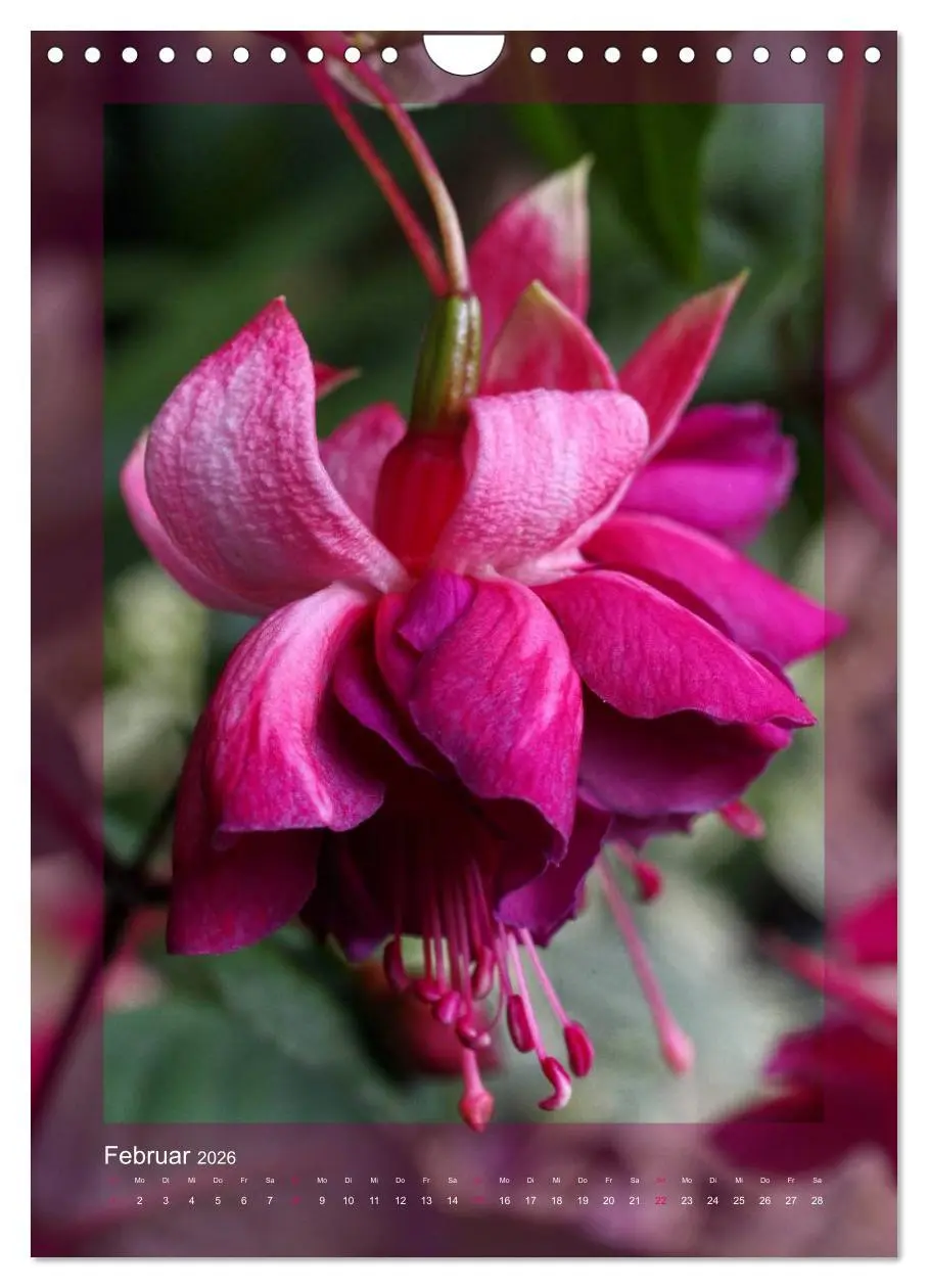 Bild: 9783516455038 | Faszinierende Fuchsien (Wandkalender 2026 DIN A4 hoch), CALVENDO...