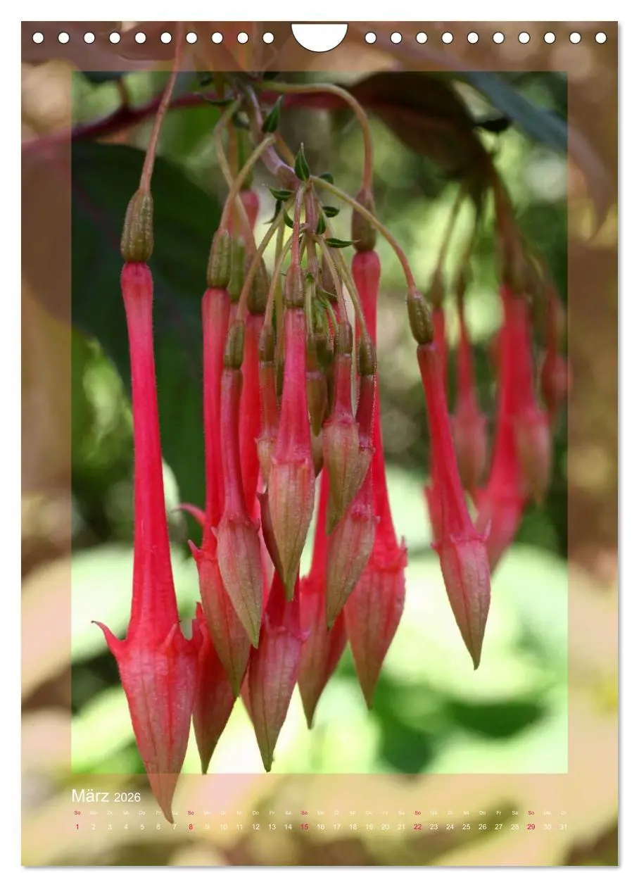Bild: 9783516455038 | Faszinierende Fuchsien (Wandkalender 2026 DIN A4 hoch), CALVENDO...