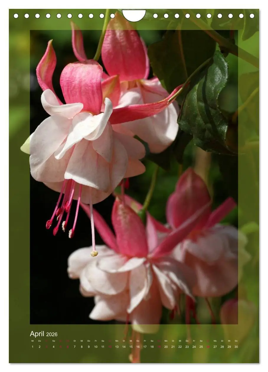 Bild: 9783516455038 | Faszinierende Fuchsien (Wandkalender 2026 DIN A4 hoch), CALVENDO...
