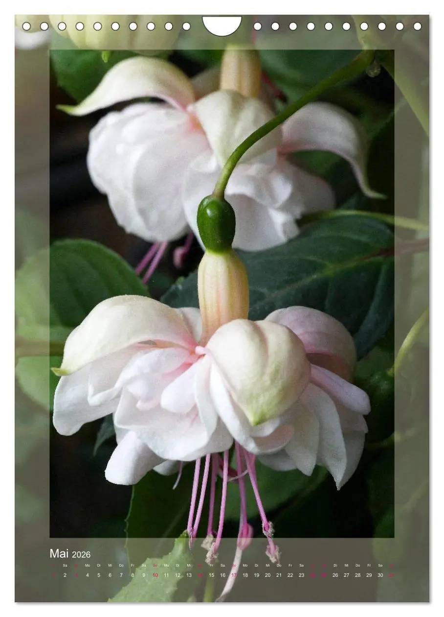 Bild: 9783516455038 | Faszinierende Fuchsien (Wandkalender 2026 DIN A4 hoch), CALVENDO...
