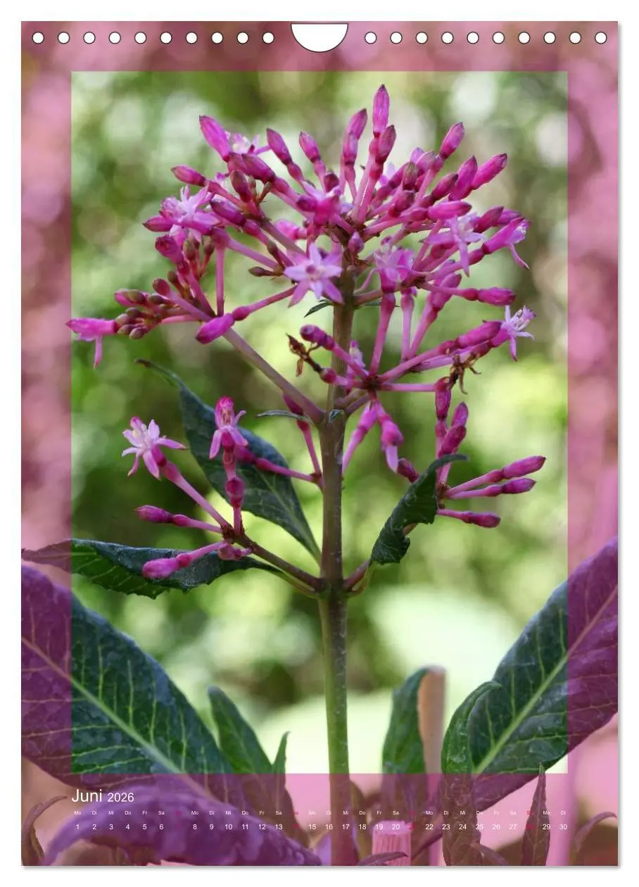 Bild: 9783516455038 | Faszinierende Fuchsien (Wandkalender 2026 DIN A4 hoch), CALVENDO...