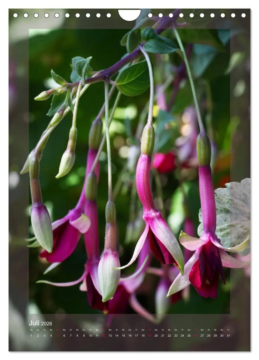 Bild: 9783516455038 | Faszinierende Fuchsien (Wandkalender 2026 DIN A4 hoch), CALVENDO...