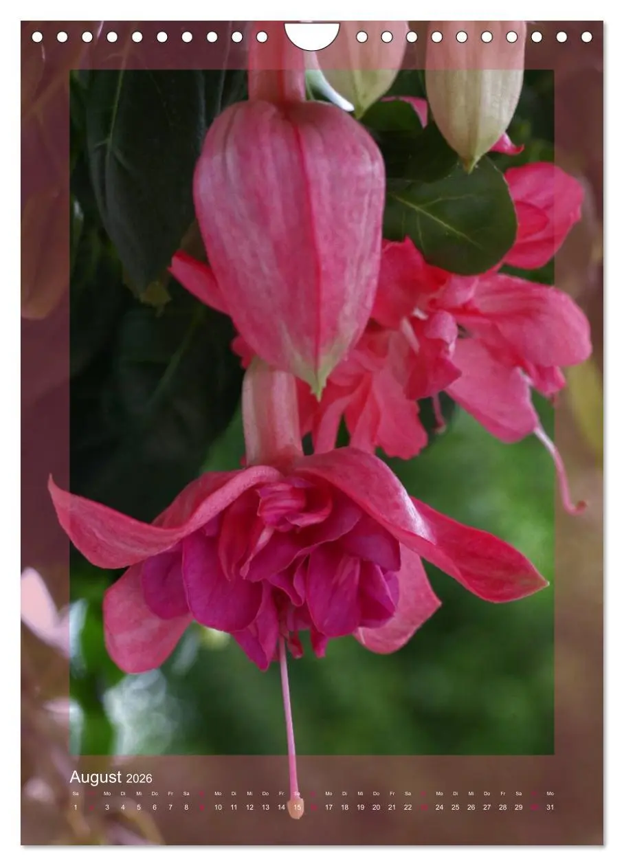 Bild: 9783516455038 | Faszinierende Fuchsien (Wandkalender 2026 DIN A4 hoch), CALVENDO...