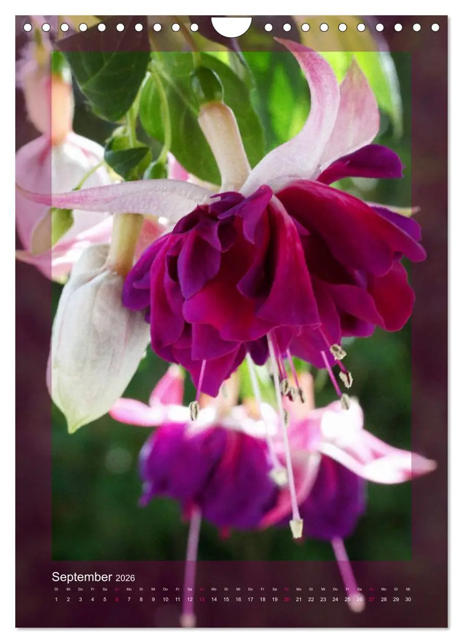 Bild: 9783516455038 | Faszinierende Fuchsien (Wandkalender 2026 DIN A4 hoch), CALVENDO...
