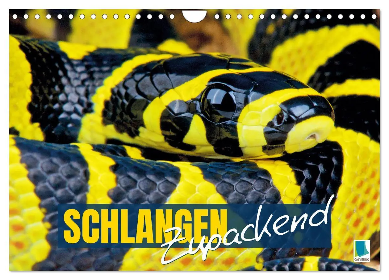 Cover: 9783457355138 | Schlangen: Zupackend (Wandkalender 2026 DIN A4 quer), CALVENDO...