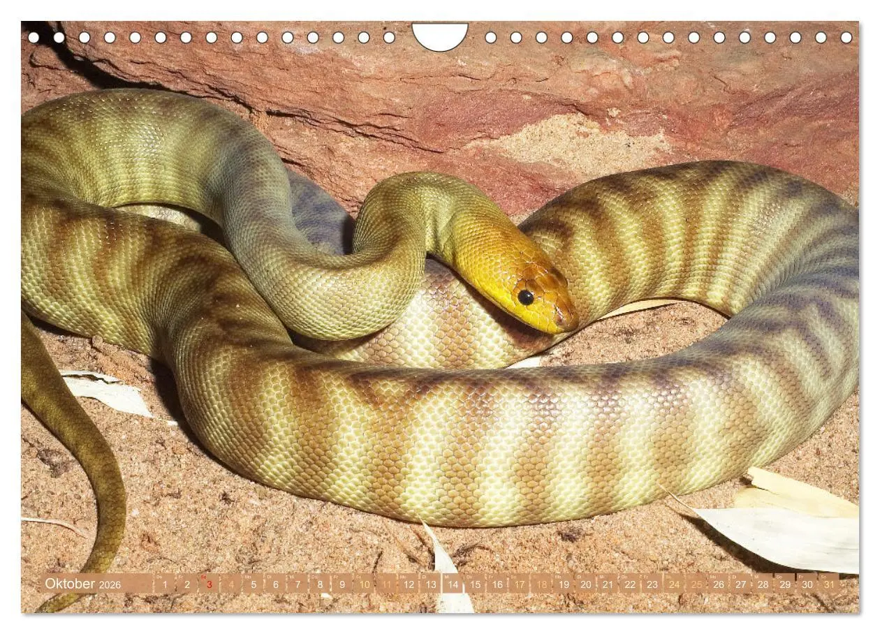 Bild: 9783457355138 | Schlangen: Zupackend (Wandkalender 2026 DIN A4 quer), CALVENDO...