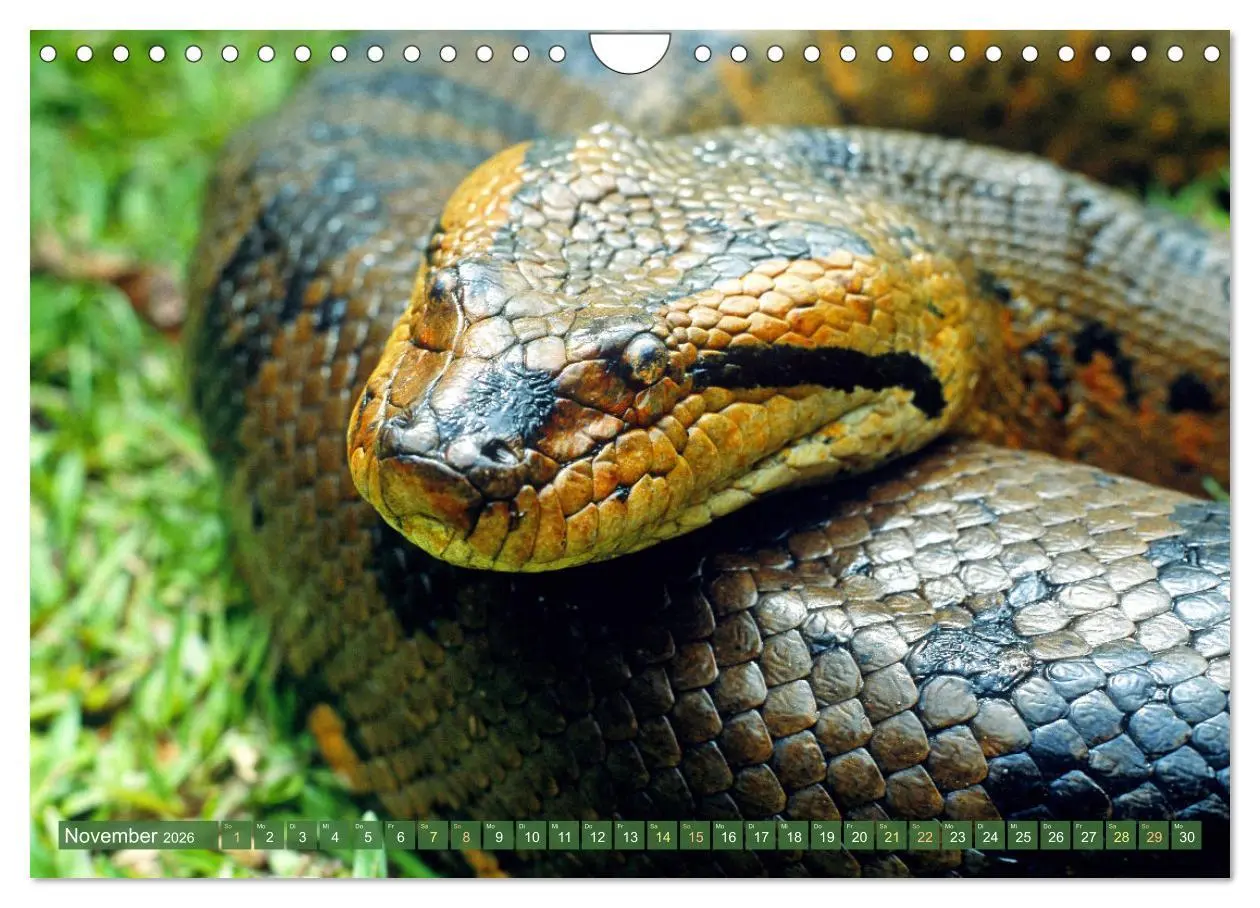 Bild: 9783457355138 | Schlangen: Zupackend (Wandkalender 2026 DIN A4 quer), CALVENDO...