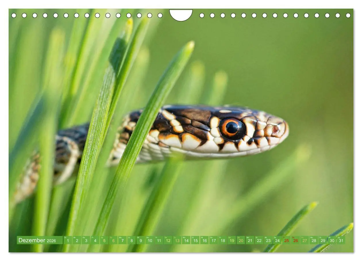 Bild: 9783457355138 | Schlangen: Zupackend (Wandkalender 2026 DIN A4 quer), CALVENDO...