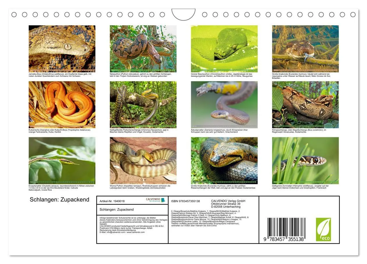 Bild: 9783457355138 | Schlangen: Zupackend (Wandkalender 2026 DIN A4 quer), CALVENDO...