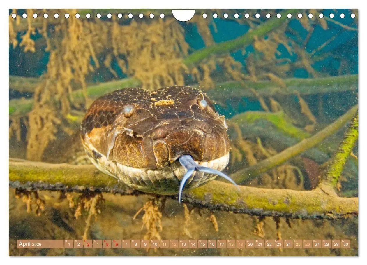 Bild: 9783457355138 | Schlangen: Zupackend (Wandkalender 2026 DIN A4 quer), CALVENDO...