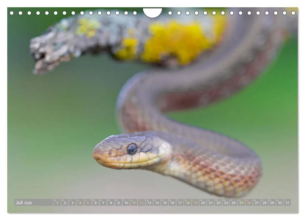 Bild: 9783457355138 | Schlangen: Zupackend (Wandkalender 2026 DIN A4 quer), CALVENDO...