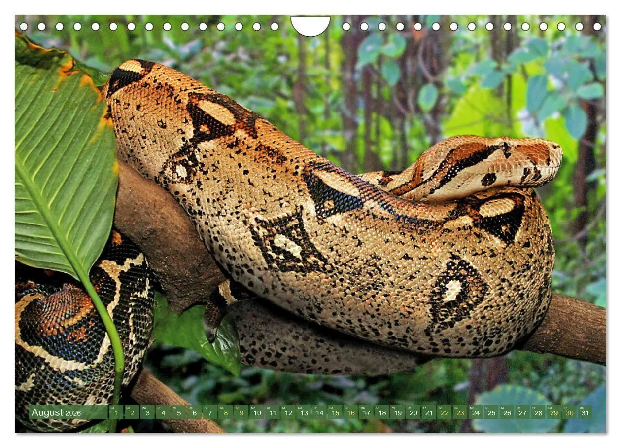 Bild: 9783457355138 | Schlangen: Zupackend (Wandkalender 2026 DIN A4 quer), CALVENDO...