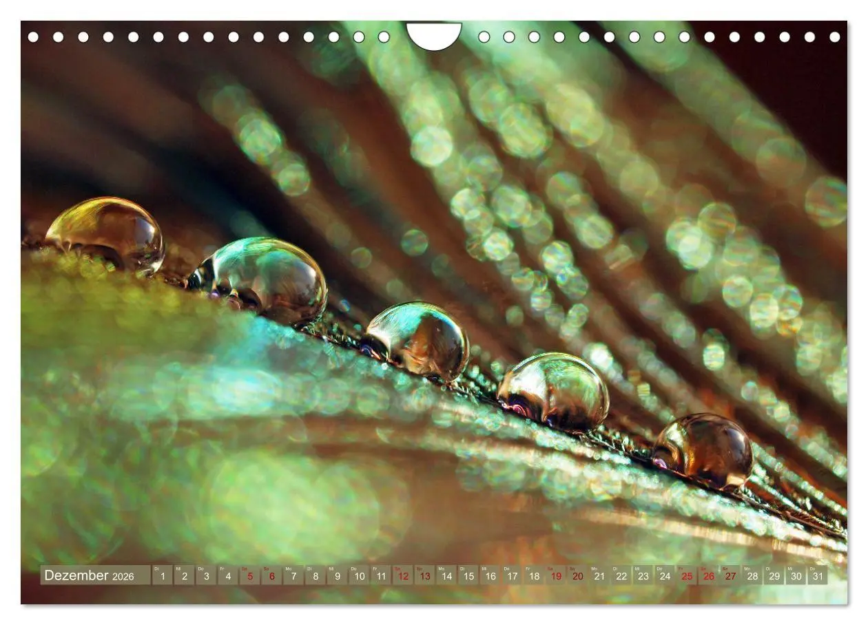 Bild: 9783457595138 | Magische Super-Makros (Wandkalender 2026 DIN A4 quer), CALVENDO...