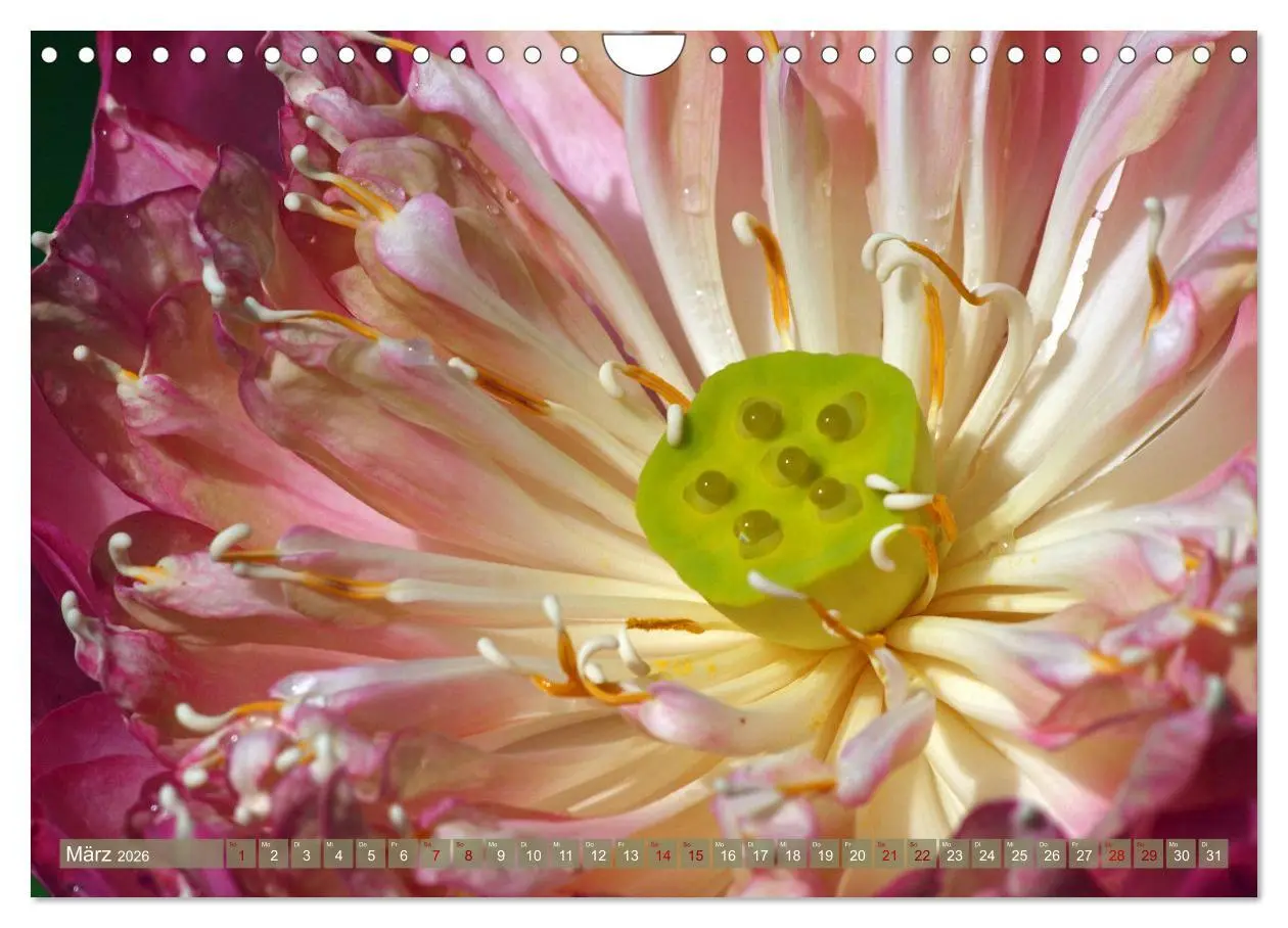Bild: 9783457595138 | Magische Super-Makros (Wandkalender 2026 DIN A4 quer), CALVENDO...