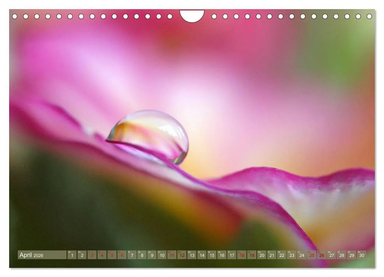 Bild: 9783457595138 | Magische Super-Makros (Wandkalender 2026 DIN A4 quer), CALVENDO...