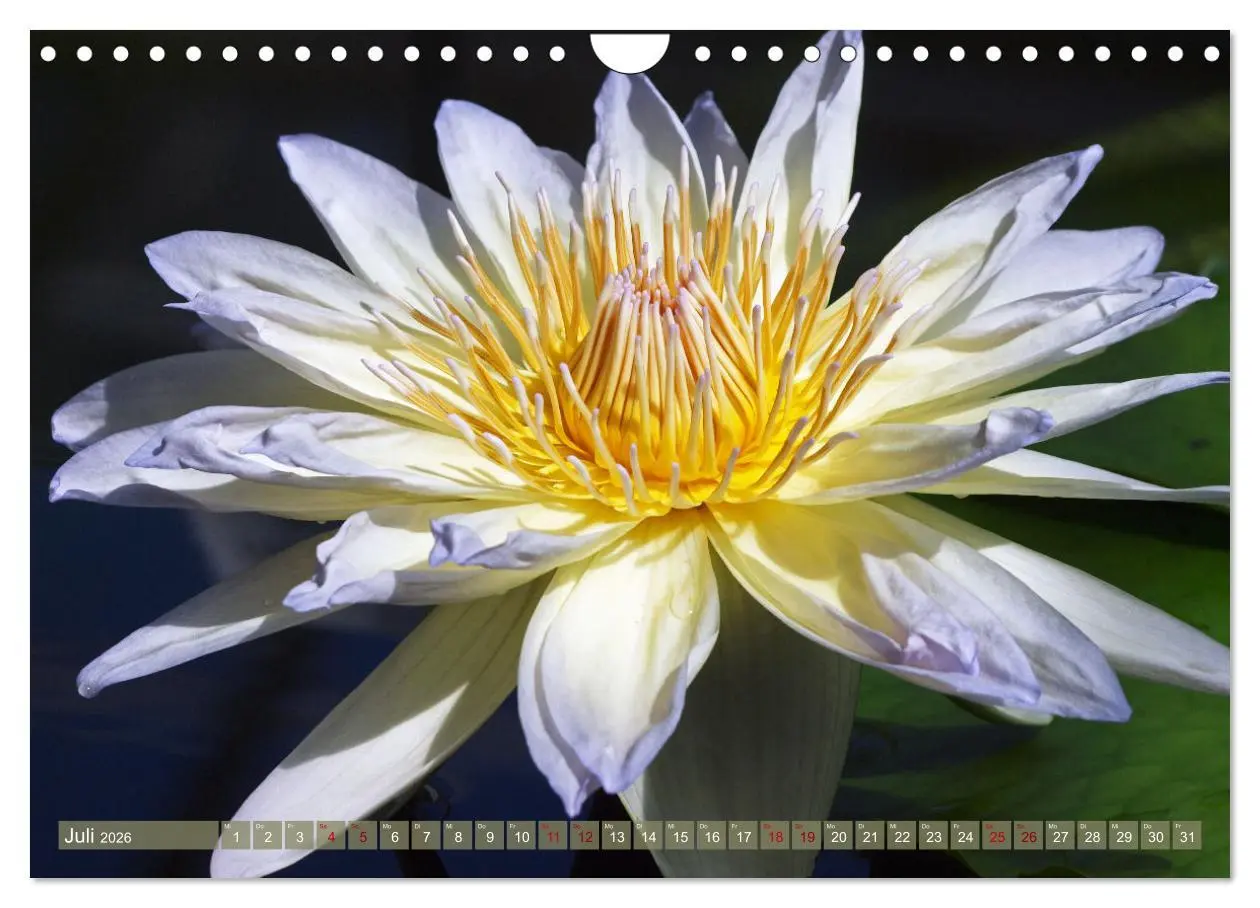 Bild: 9783457595138 | Magische Super-Makros (Wandkalender 2026 DIN A4 quer), CALVENDO...