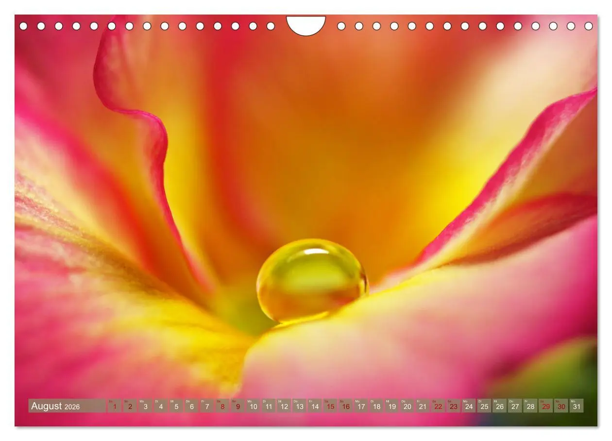 Bild: 9783457595138 | Magische Super-Makros (Wandkalender 2026 DIN A4 quer), CALVENDO...
