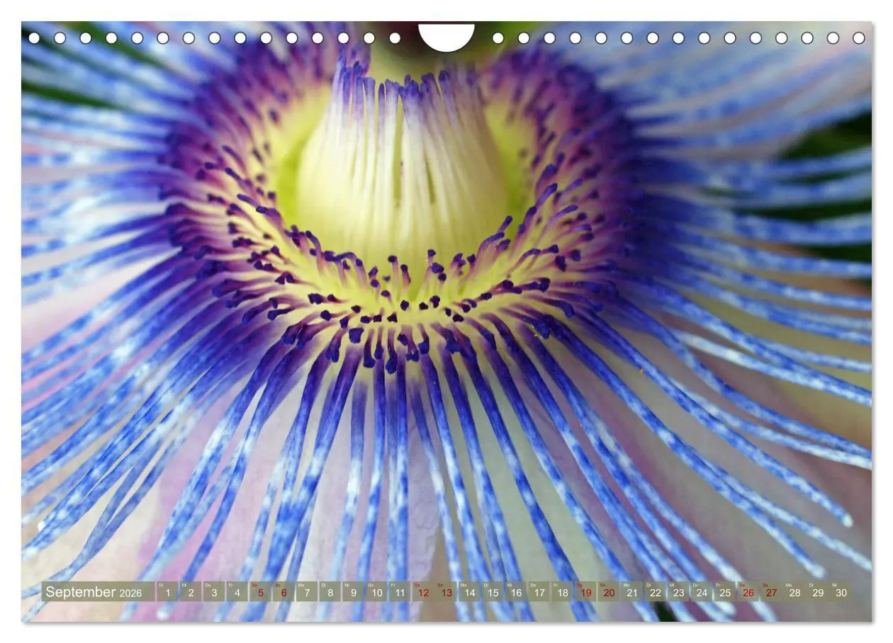 Bild: 9783457595138 | Magische Super-Makros (Wandkalender 2026 DIN A4 quer), CALVENDO...
