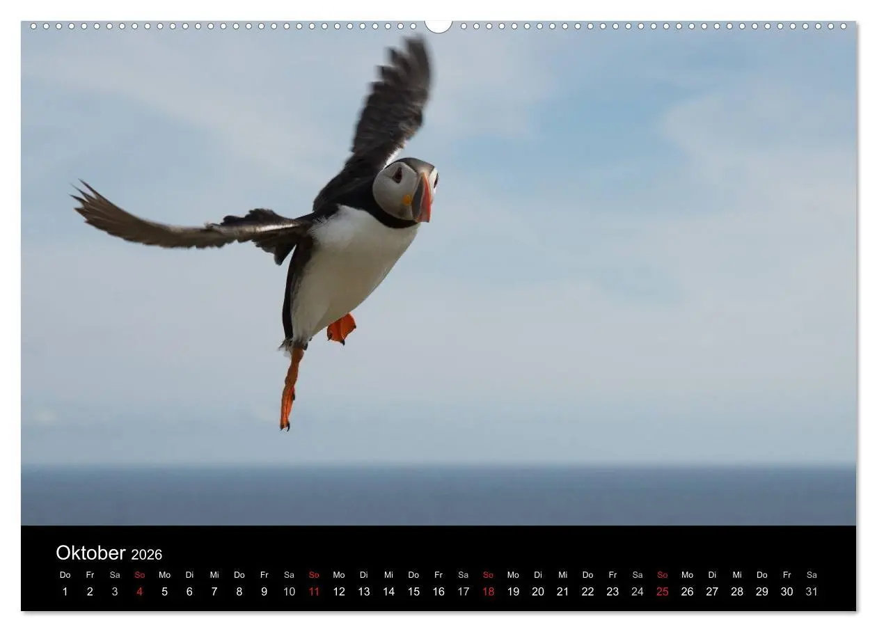 Bild: 9783516135138 | Papageientaucher 2026 (hochwertiger Premium Wandkalender 2026 DIN...
