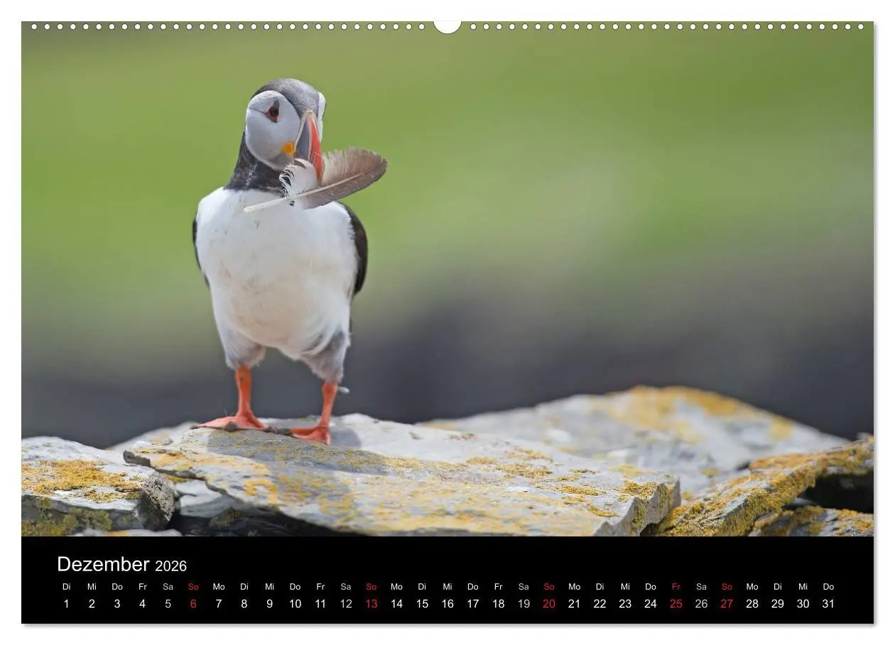 Bild: 9783516135138 | Papageientaucher 2026 (hochwertiger Premium Wandkalender 2026 DIN...