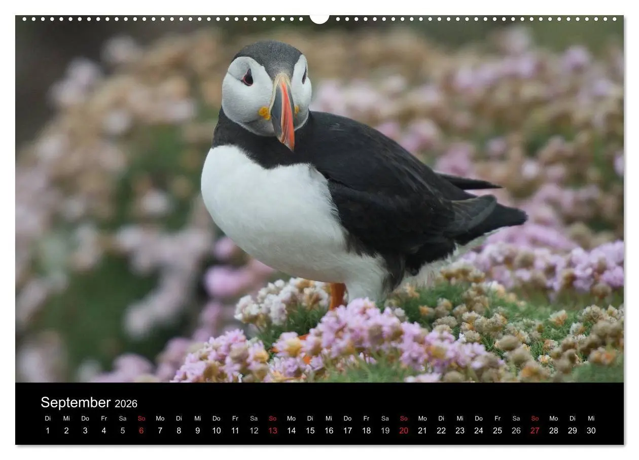 Bild: 9783516135138 | Papageientaucher 2026 (hochwertiger Premium Wandkalender 2026 DIN...