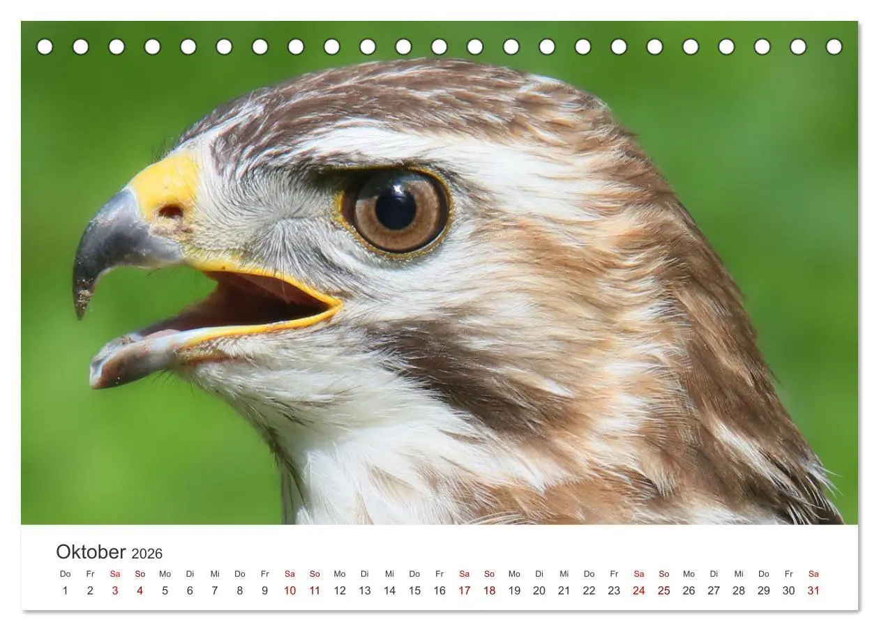 Bild: 9783457645338 | GREIFVOGEL- UND EULENPORTRÄTS (Tischkalender 2026 DIN A5 quer),...