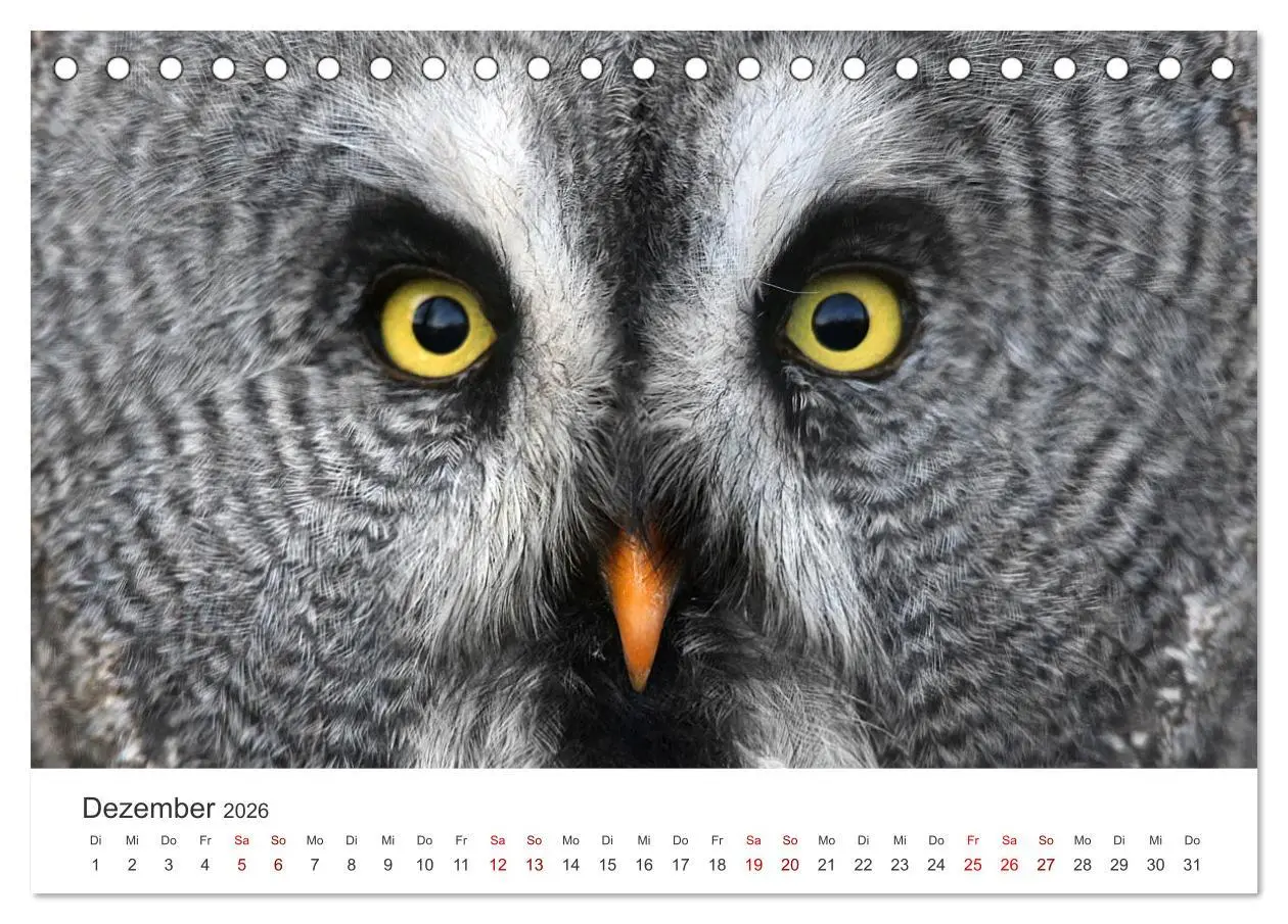 Bild: 9783457645338 | GREIFVOGEL- UND EULENPORTRÄTS (Tischkalender 2026 DIN A5 quer),...