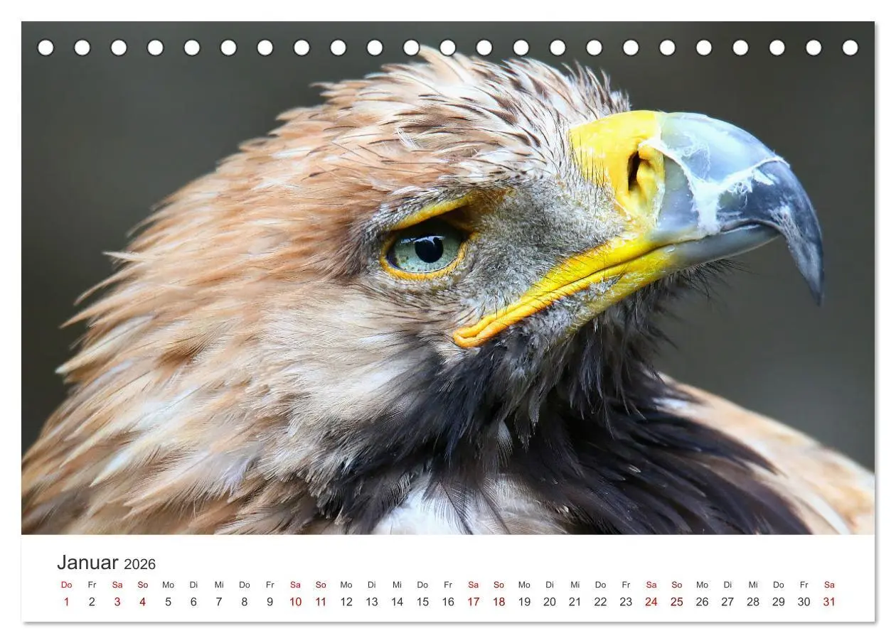 Bild: 9783457645338 | GREIFVOGEL- UND EULENPORTRÄTS (Tischkalender 2026 DIN A5 quer),...