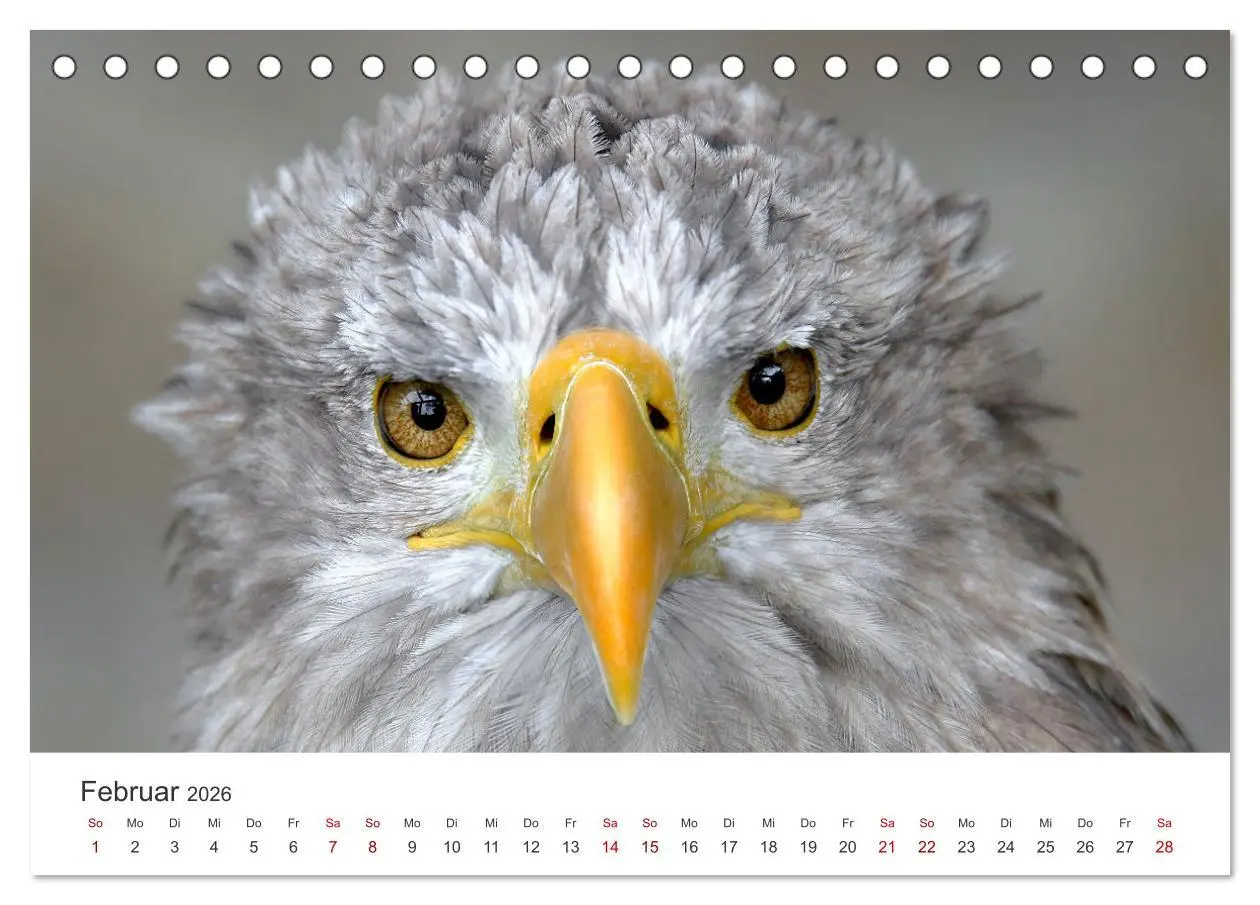 Bild: 9783457645338 | GREIFVOGEL- UND EULENPORTRÄTS (Tischkalender 2026 DIN A5 quer),...