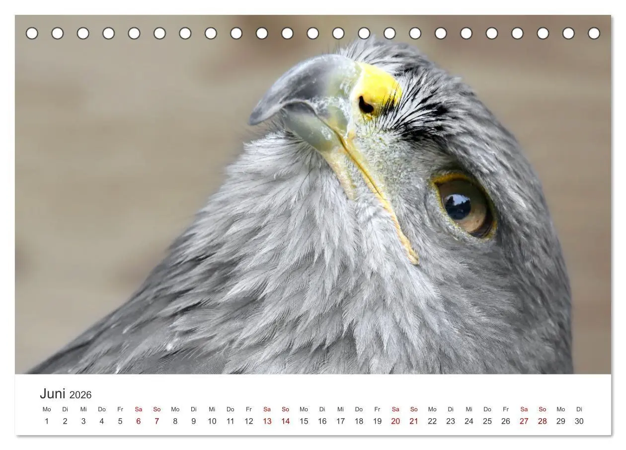 Bild: 9783457645338 | GREIFVOGEL- UND EULENPORTRÄTS (Tischkalender 2026 DIN A5 quer),...