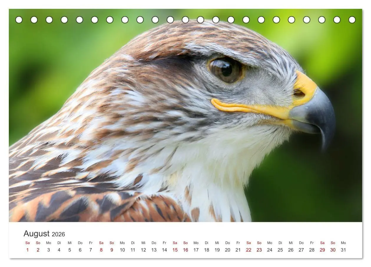 Bild: 9783457645338 | GREIFVOGEL- UND EULENPORTRÄTS (Tischkalender 2026 DIN A5 quer),...