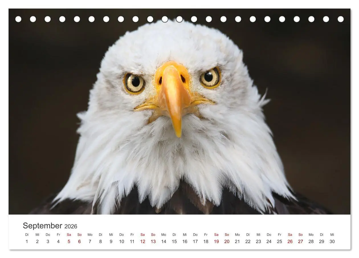 Bild: 9783457645338 | GREIFVOGEL- UND EULENPORTRÄTS (Tischkalender 2026 DIN A5 quer),...